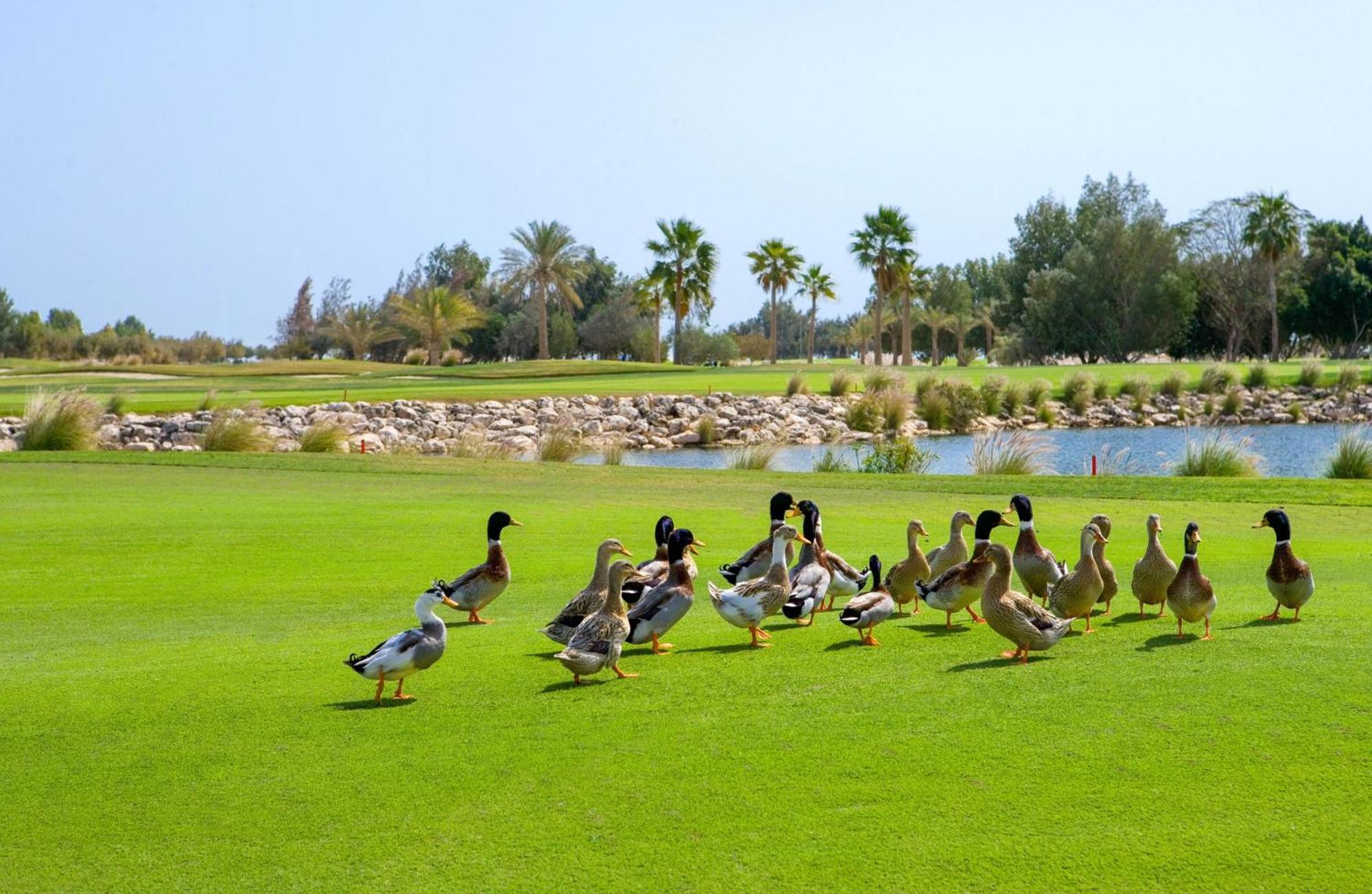 Velero Hotel Doha Lusail ภายนอก รูปภาพ Ducks at the golf course